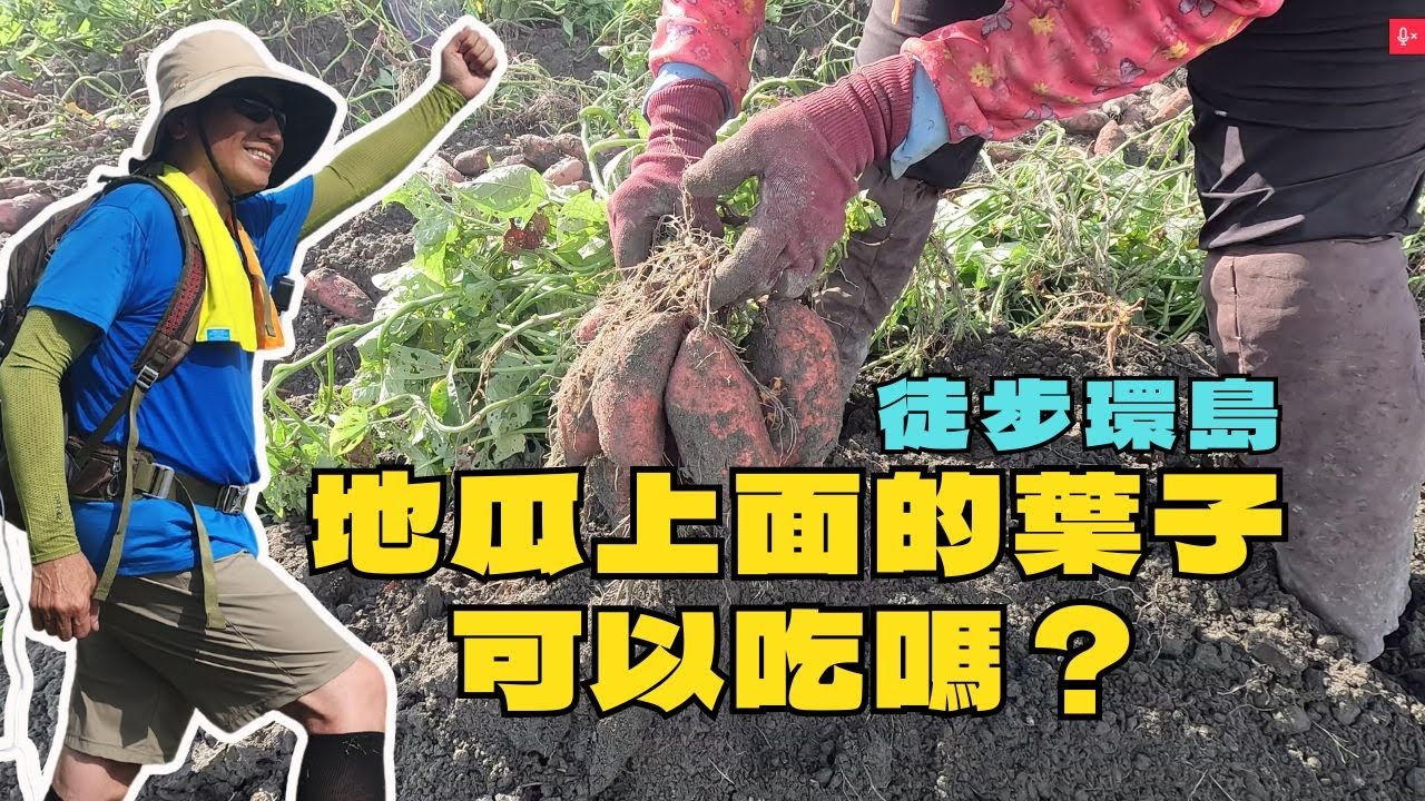 徒步環島：地瓜上面的葉子可以吃嗎？