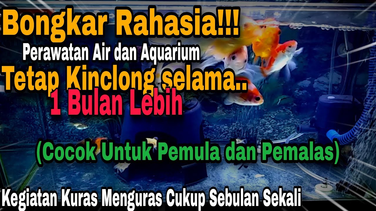 CARA PERAWATAN IKAN MAS KOKI DI AQUARIUM - BAGI PEMULA || CARA MENGURAS AIR AQUARIUM