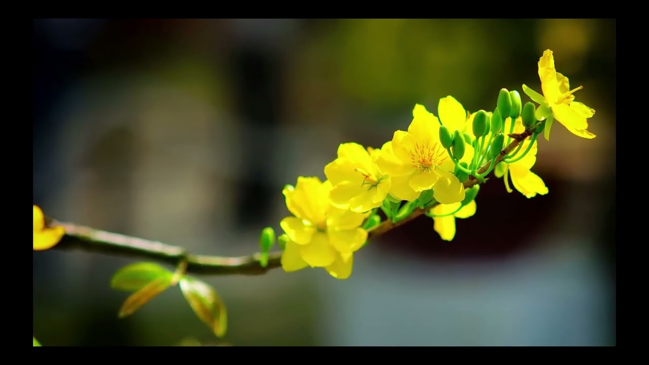 ĐI TÌM THƯƠNG NHỚ MƯỜI HAI
