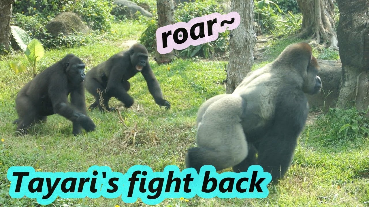 Gorilla Tayari was mad with D'jeeco / 金剛猩猩Tayari生氣D'jeeco