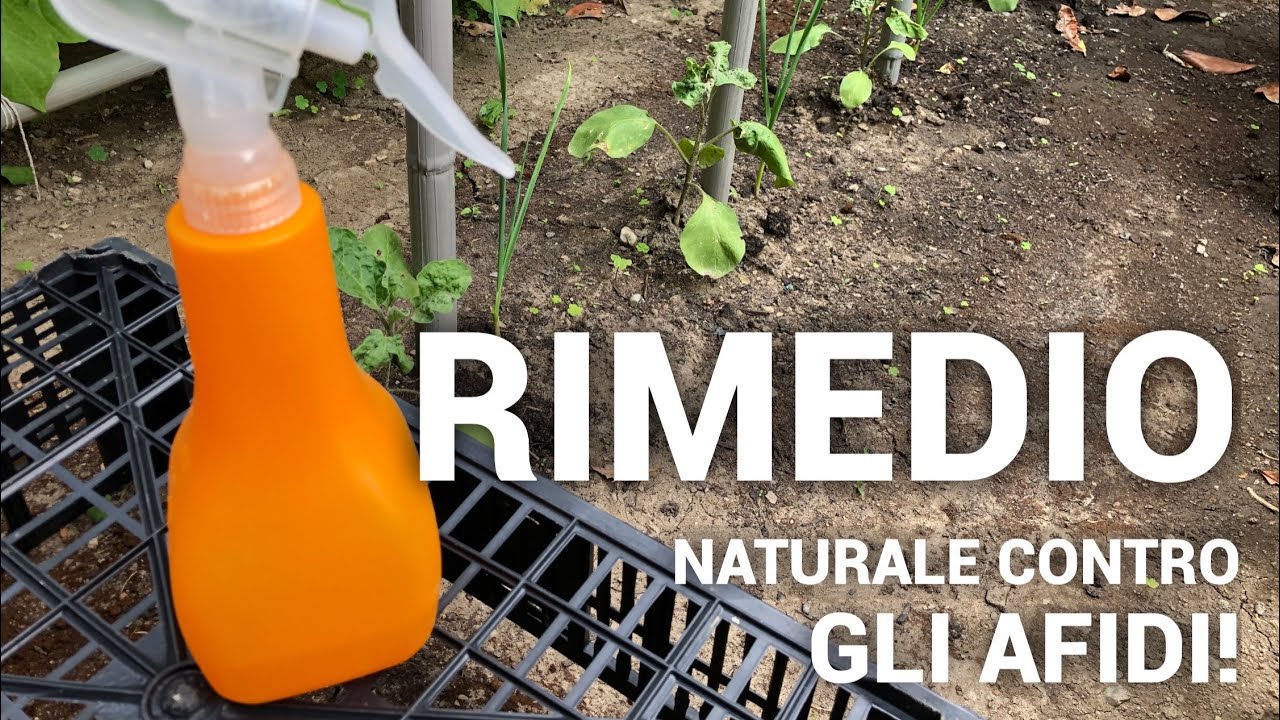 Il Mio Primo ORTO | Rimedio Naturale Contro Gli AFIDI - Macerato D’AGLIO 👨🏼‍🌾💚