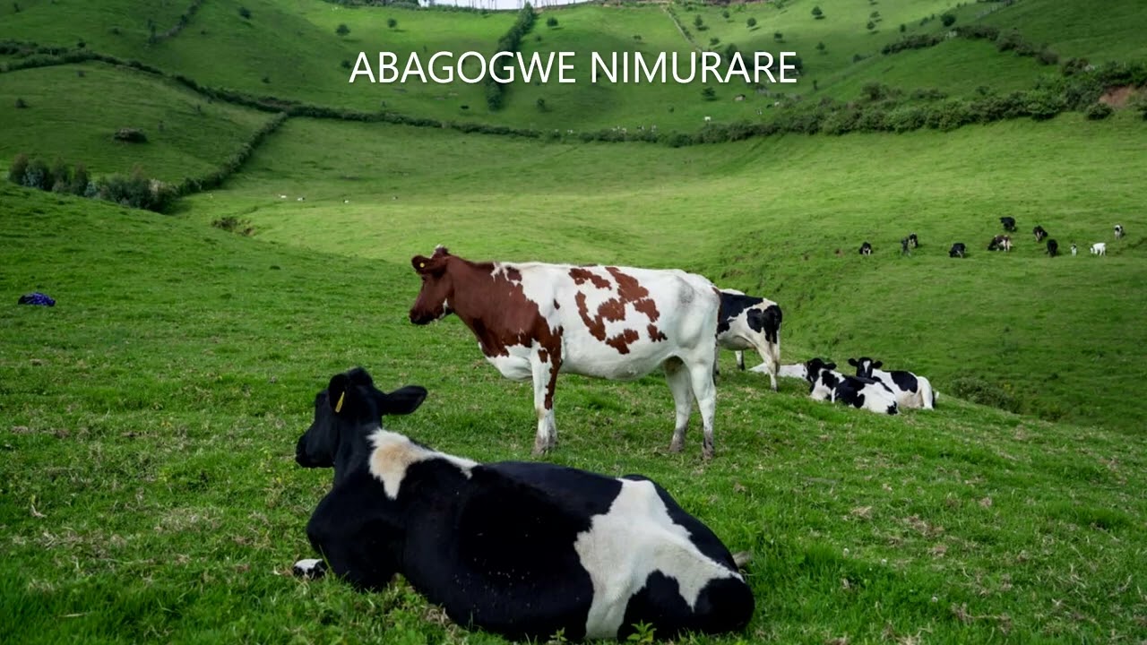 Abagogwe nimurare songs