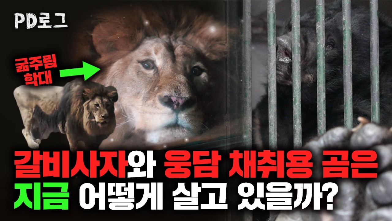 갈비사자와 웅담 채취용 곰은 지금 어떻게 살고 있을까? | PD 로그 | 43화 이상한 동물원