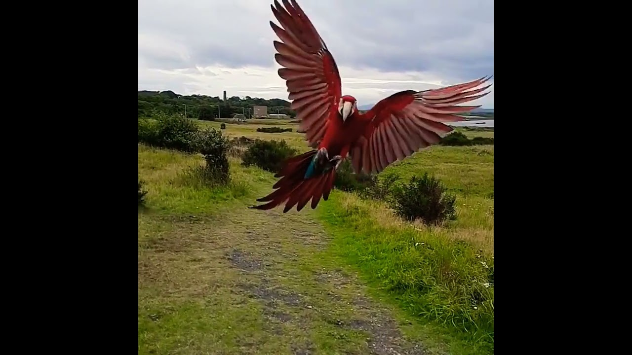 Macaw flying 🤩🥰😍💞❤️💓💝✔️💯#short