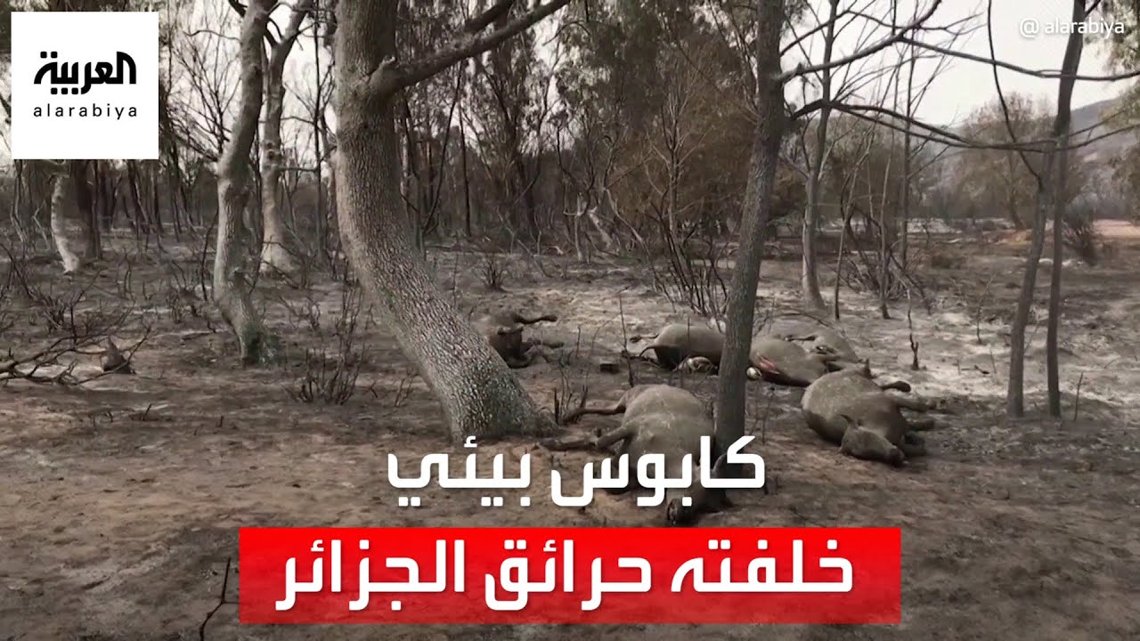 حديقة 