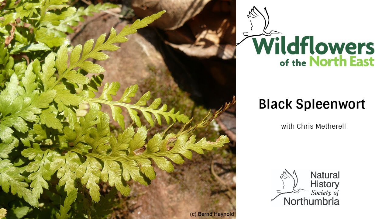Black Spleenwort