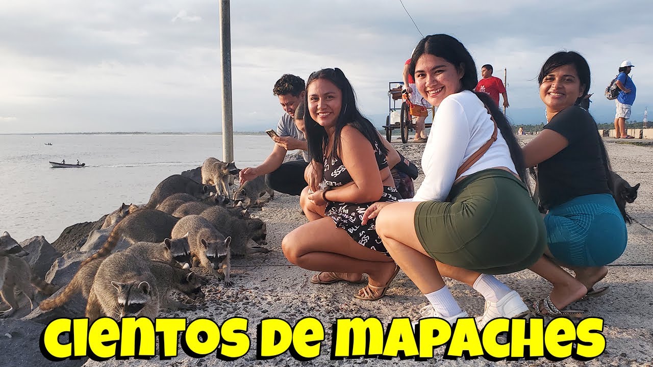 Encontramos Cientos de Mapaches en el muelle artesanal de Acajutla - EL SALVADOR SV Y MÁS