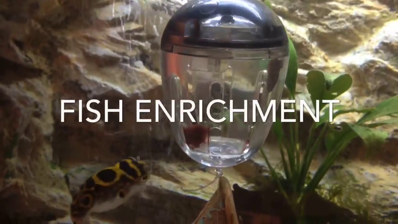 Fish enrichment