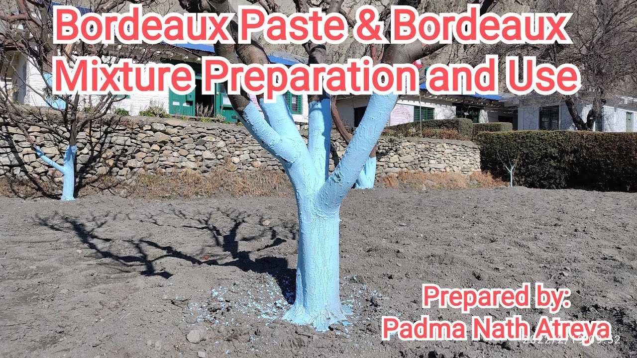 Bordeaux paste & Bordeaux mixture preparation and use/बोर्डो पेष्ट र बोर्डो मिश्रण तयारी तथा प्रयोग