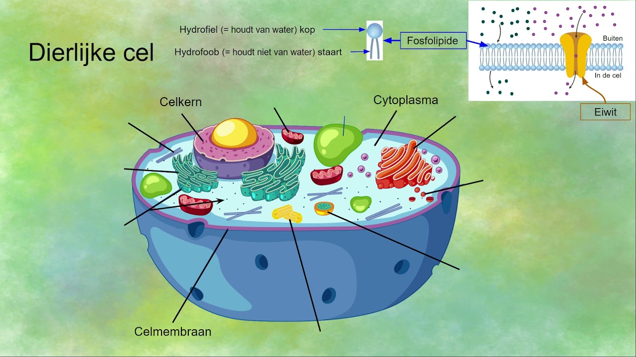 Organellen van een dierlijke cel