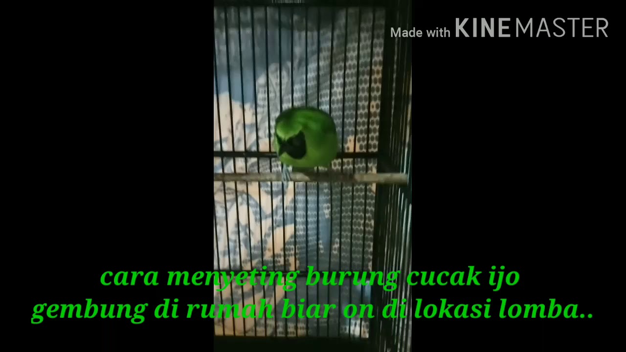 Cara menyeting burung cucak ijo gembung menjadi juara saat lomba