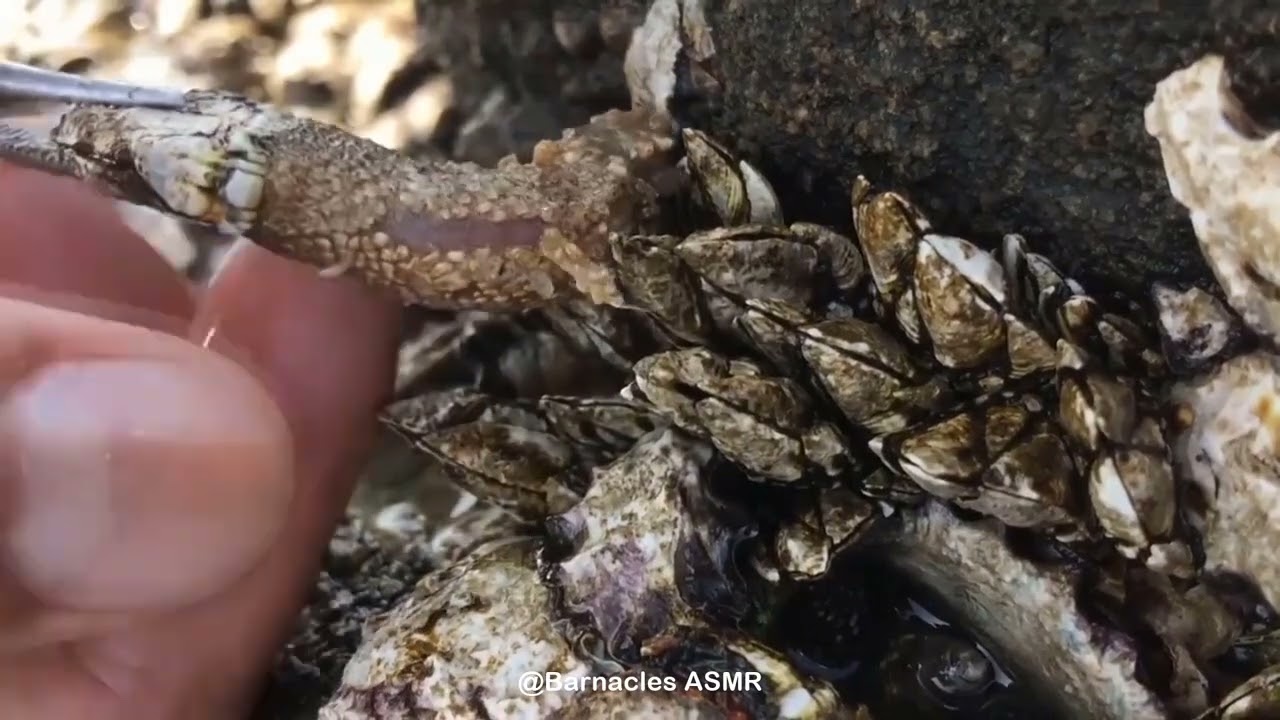 Barnacle ASMR - My daily work at sea (episode 122 )
