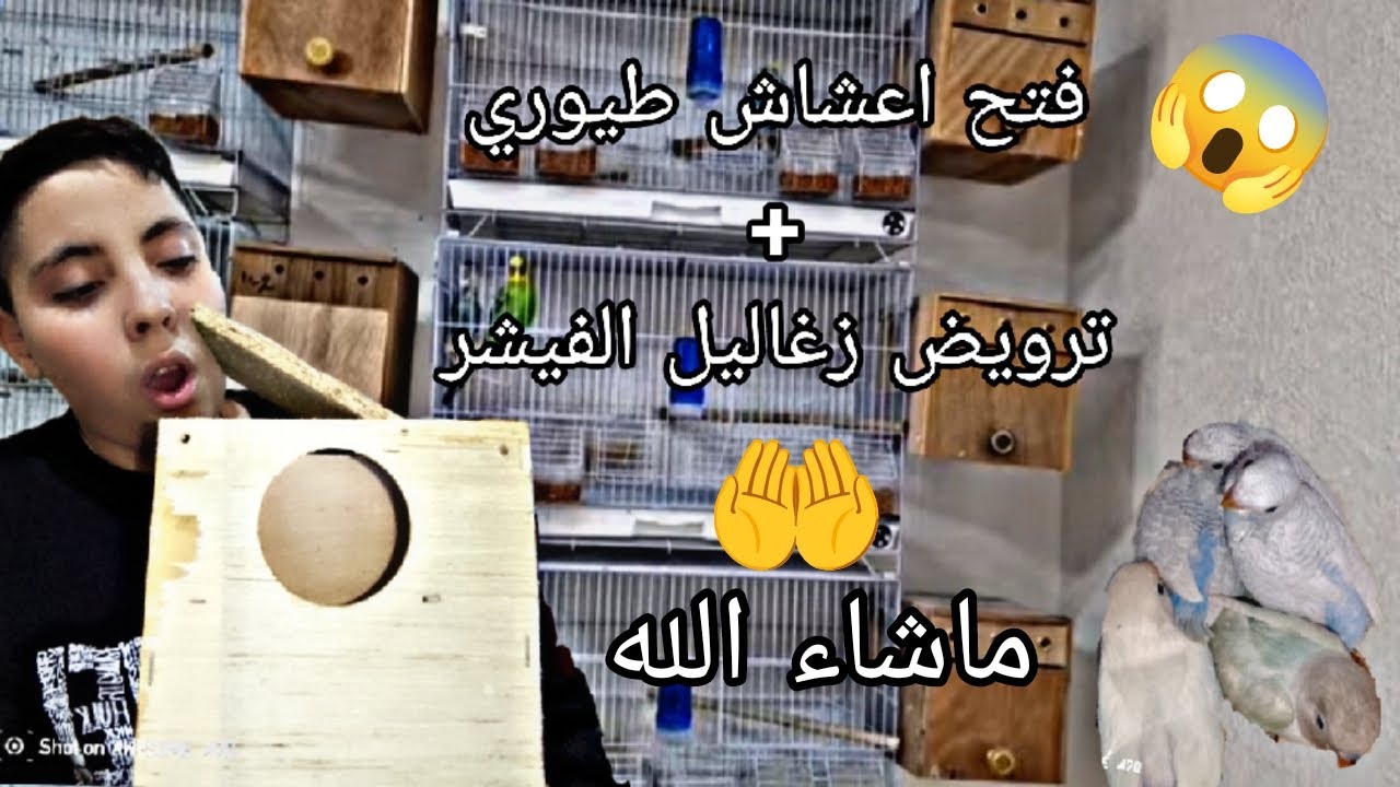 فتح اعشاش طيوري و ترويض زغاليل الفيشر اللهم بارك 🤲