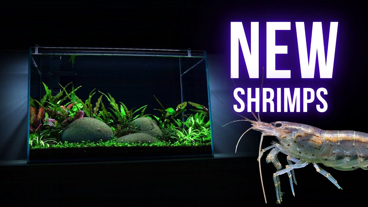 WILL THEY GET ALONG? ADDING NEW SHRIMP SPECIES | EP2 COMMUNITY AQUARIUM
