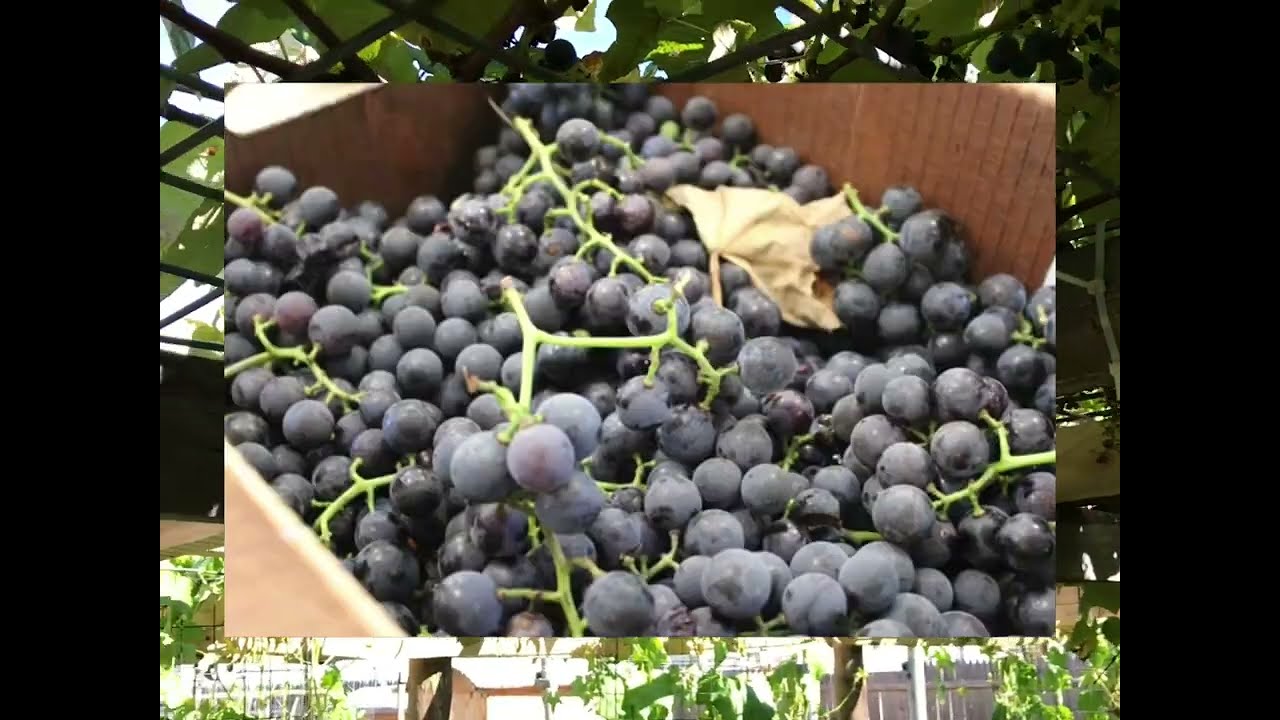 Concord Grapes (Seedless)