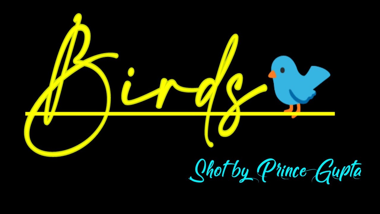 Birds Cinematic Videos | Shot by Prince Gupta