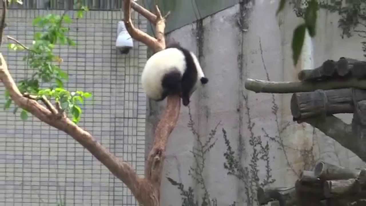 20140405圓仔與老朋友樹幹君panda Yuanzai