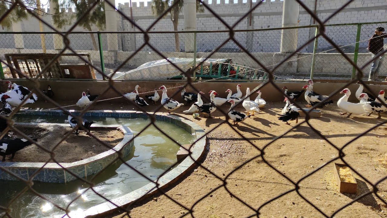 حديقة الحيوانات Zoo