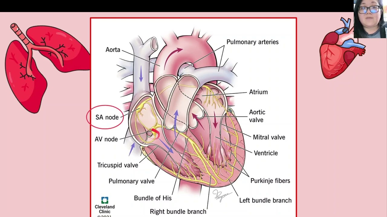 Heartbeats & BP
