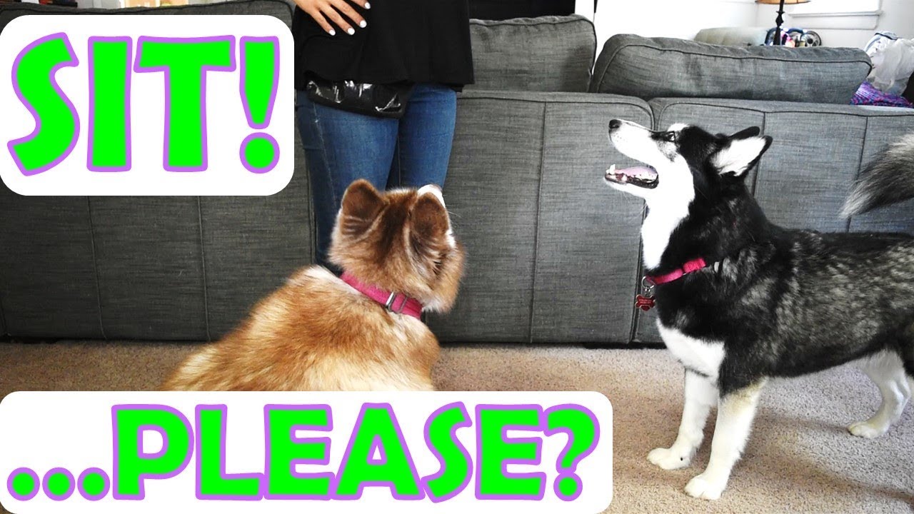 SIBERIAN HUSKY | Training |Basic Commands Back to School