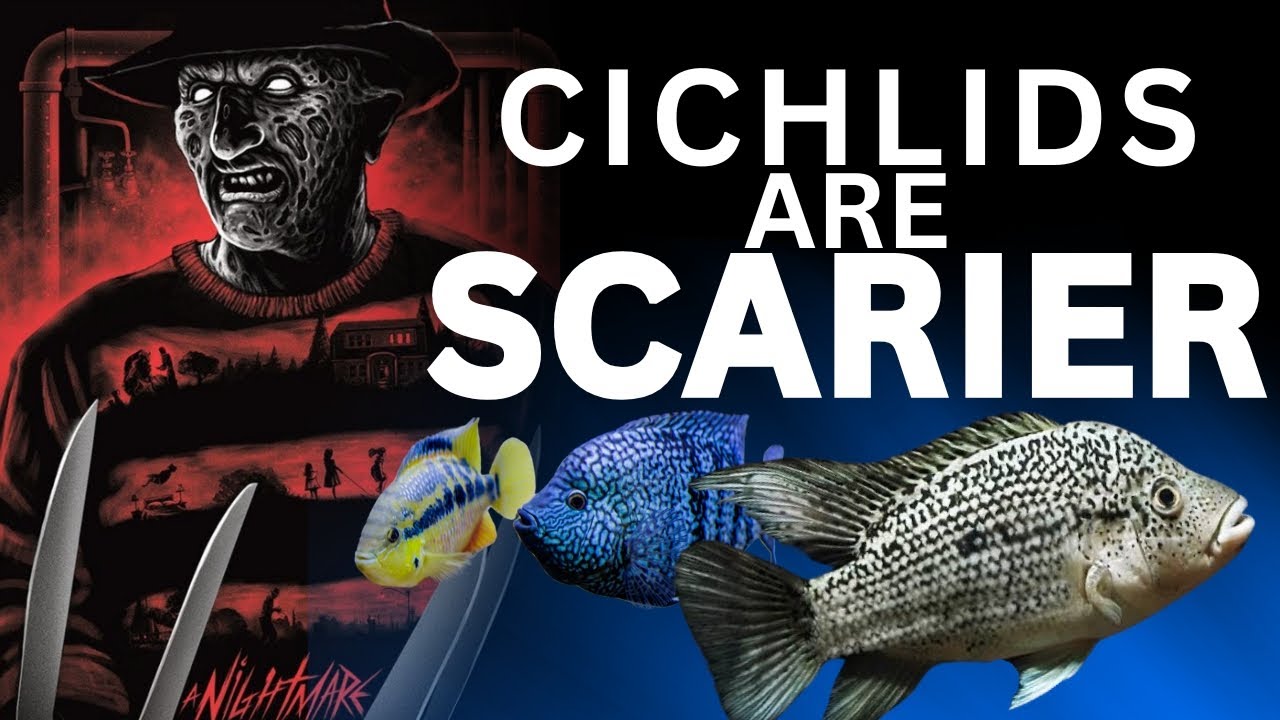 Watching Cichlids Is BETTER Than Movies: Here’s Why