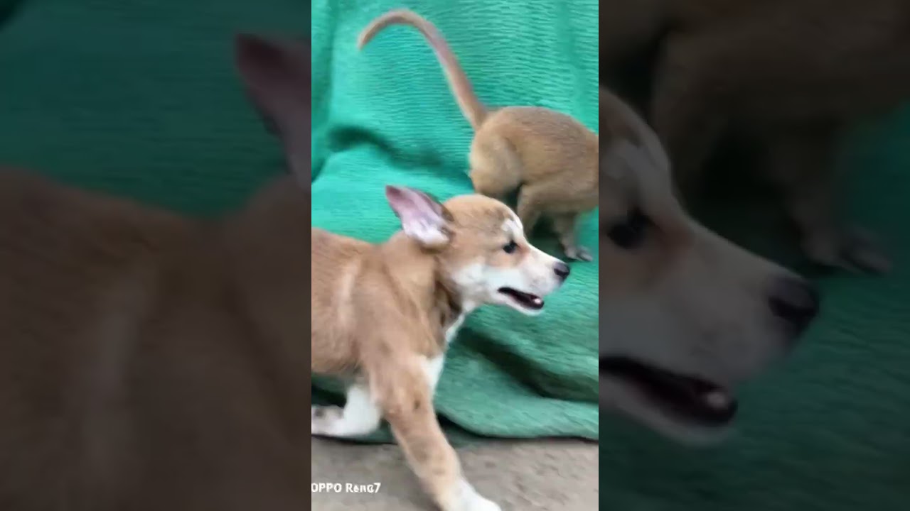 Dobre #poppballons #słodkie