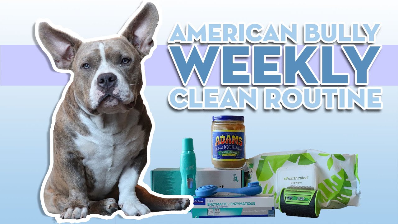 Weekly Dog Grooming Routine | American Bully Puppy Health And Grooming Care