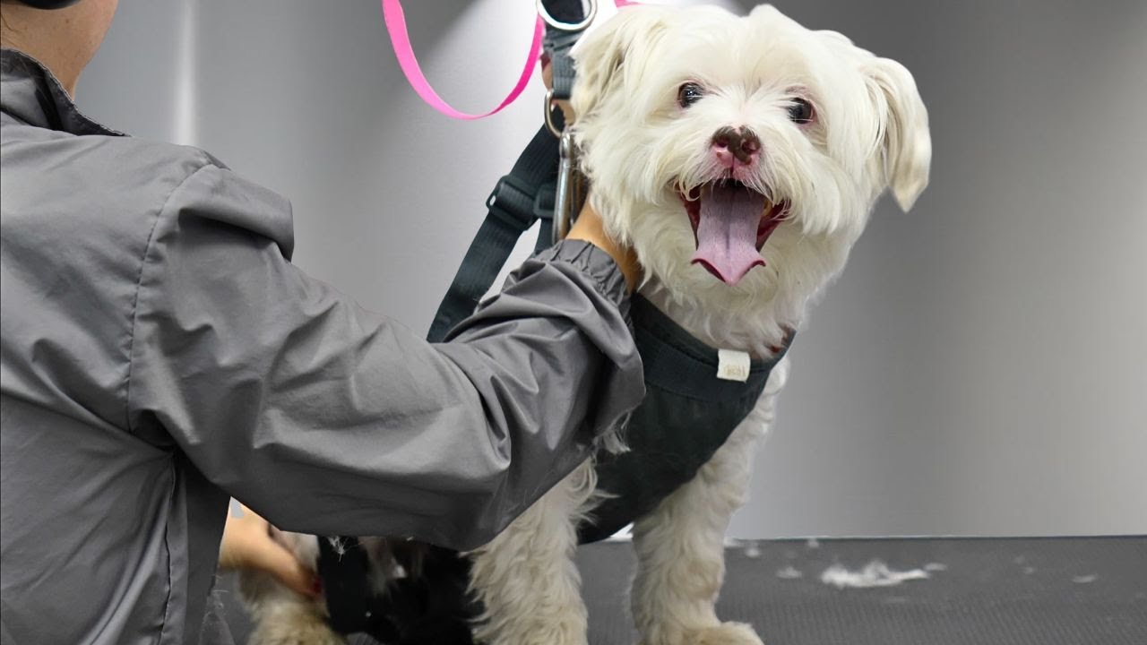 Why No Groomer Would Take Him | A Very Challenging Transformation