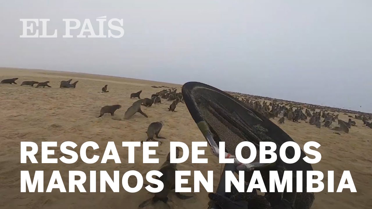 V&Iacute;DEO | RESCATE de lobos marinos en NAMIBIA
