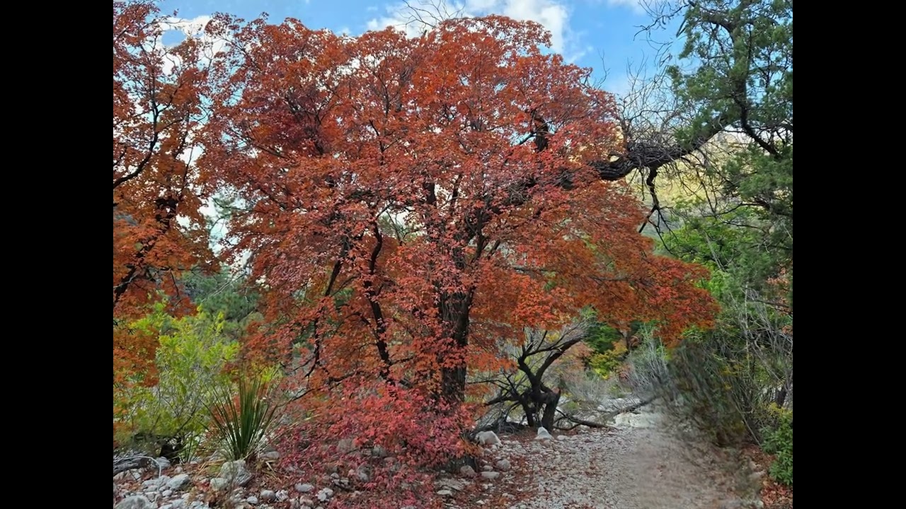 McKittrick Canyon to the notch. November Fall Colors