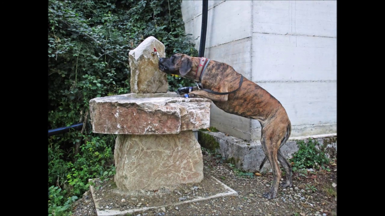 Cammino di Assisi 2016 mit Hund