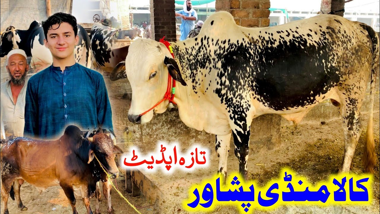 Nasirpur Kala Mandi Peshawar latest updates | Maweshi Mandi Peshawar Pakistan