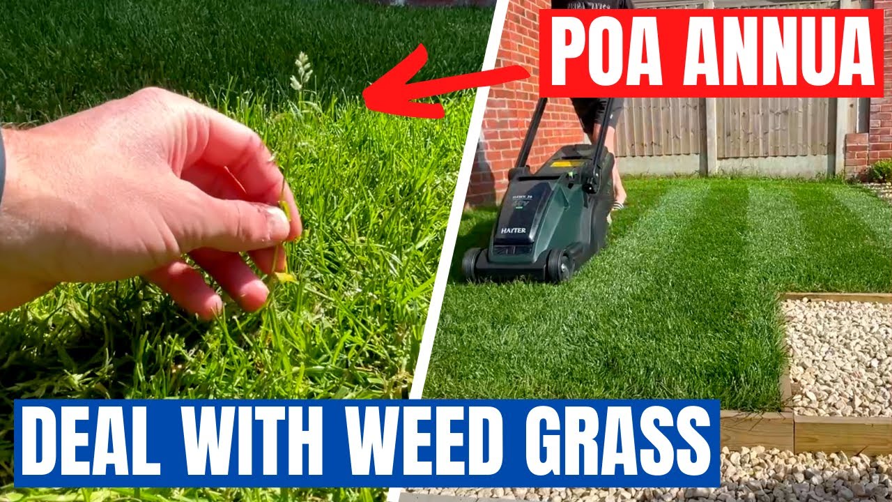 How you can help CONTROL WEED GRASS in your lawn - I have a POA ANNUA problem!