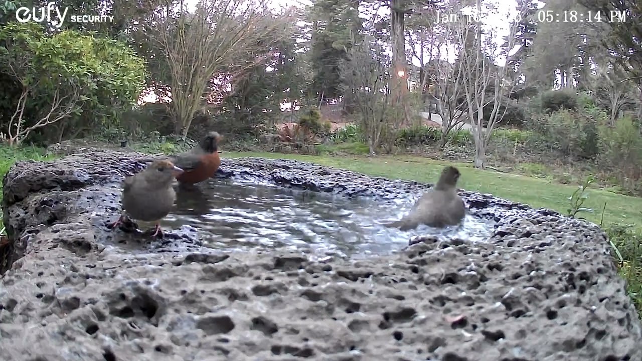 Busy Birdbath 