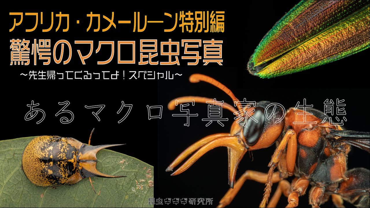 先生、復活か？！驚愕のマクロ昆虫写真　アフリカ・カメルーン編