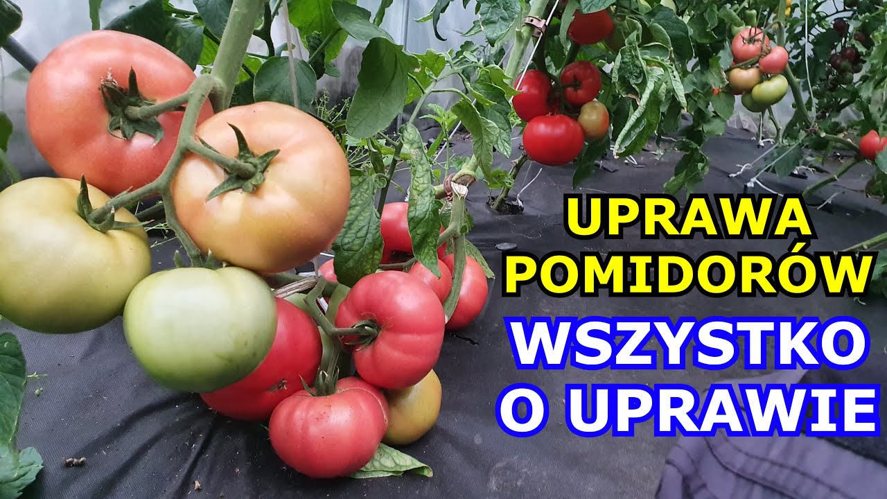 Jak uprawiać Pomidory KROK po KROKU - Uprawa Pomidorów od sadzenia do zbioru KOMPLETNY INSTRUKTAŻ