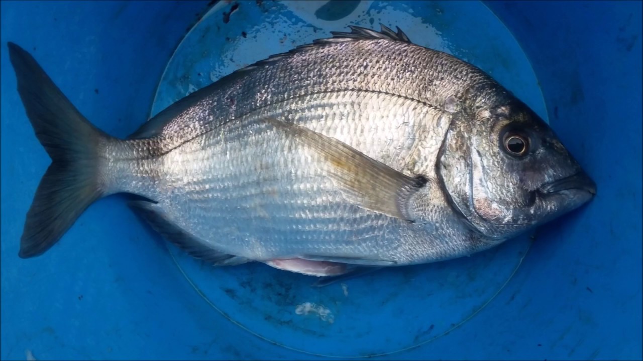 technique de p&ecirc;che du sar en bretagne