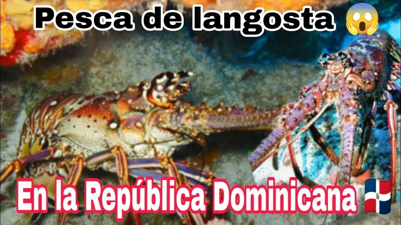 Pesca de langosta en República Dominicana 🇩🇴