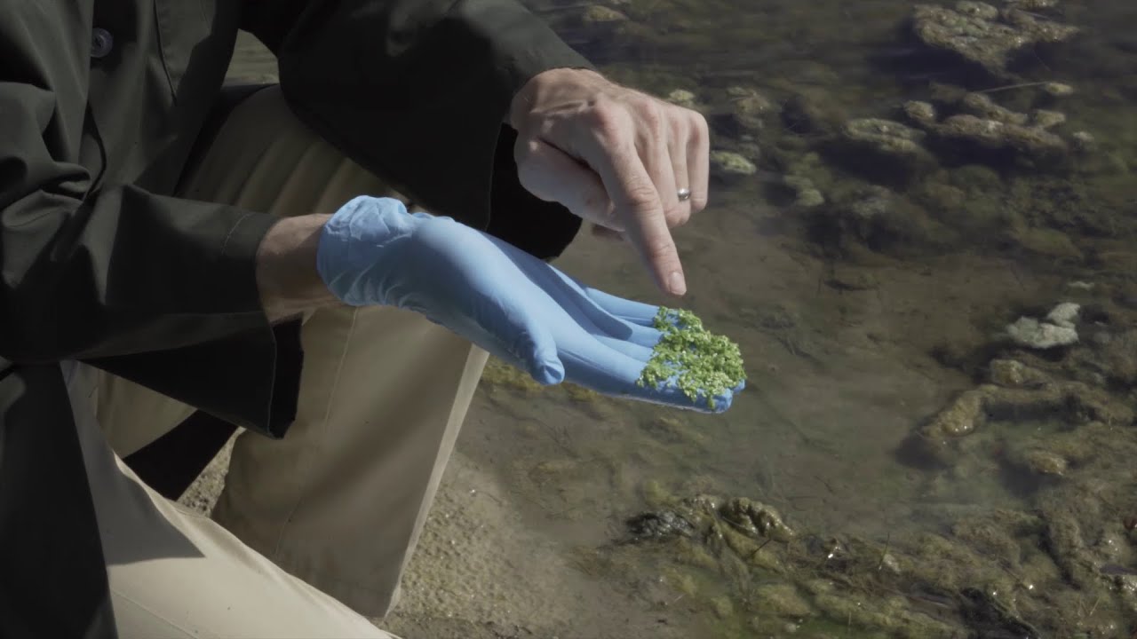 Algae Corner: Identifying Weeds & Algae by Look and Feel