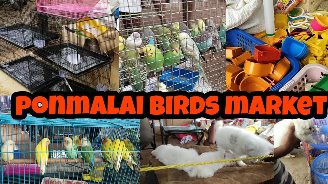 Ponmalai Birds market visit in தமிழ்/ after lock down visit