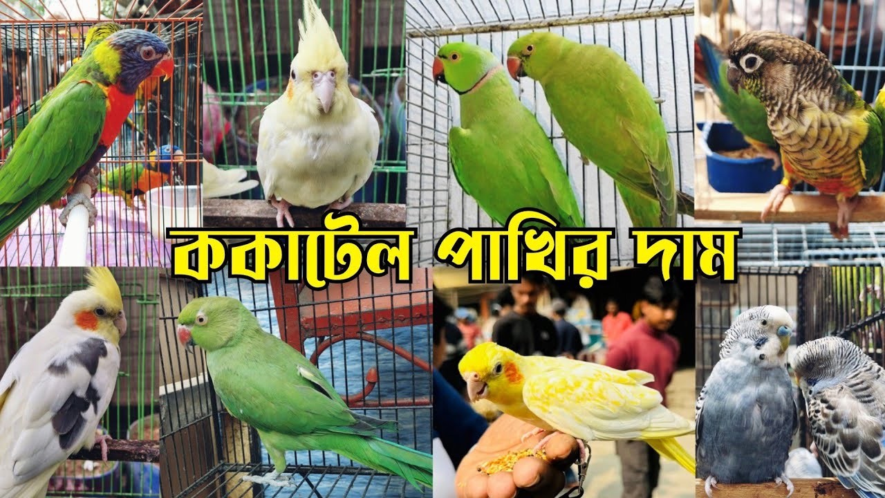 ককাটেল পাখির দাম - ২০২৬ || Cockatiel bird price || Bird market in Bangladesh || Tiya pakhir dam