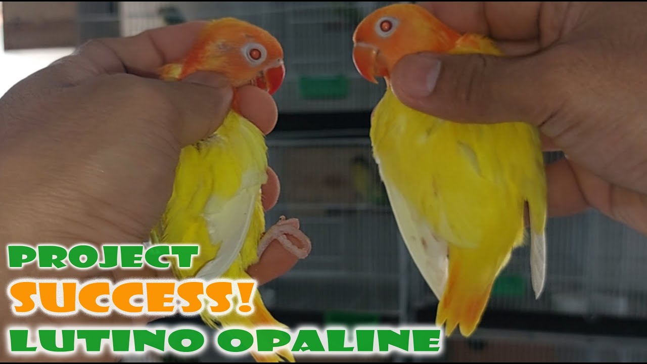 SUCCESSFUL PROJECT - LUTINO OPALINE