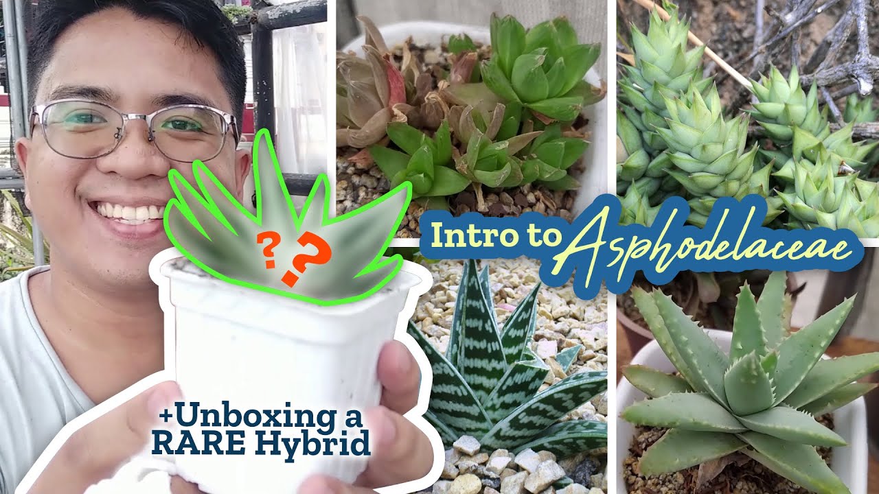 A Newbie's Guide to ASPHODELACEAE (Aloe, Haworthia, Gasteria) +Comparison to Crassulaceae 🌱🔍🤠