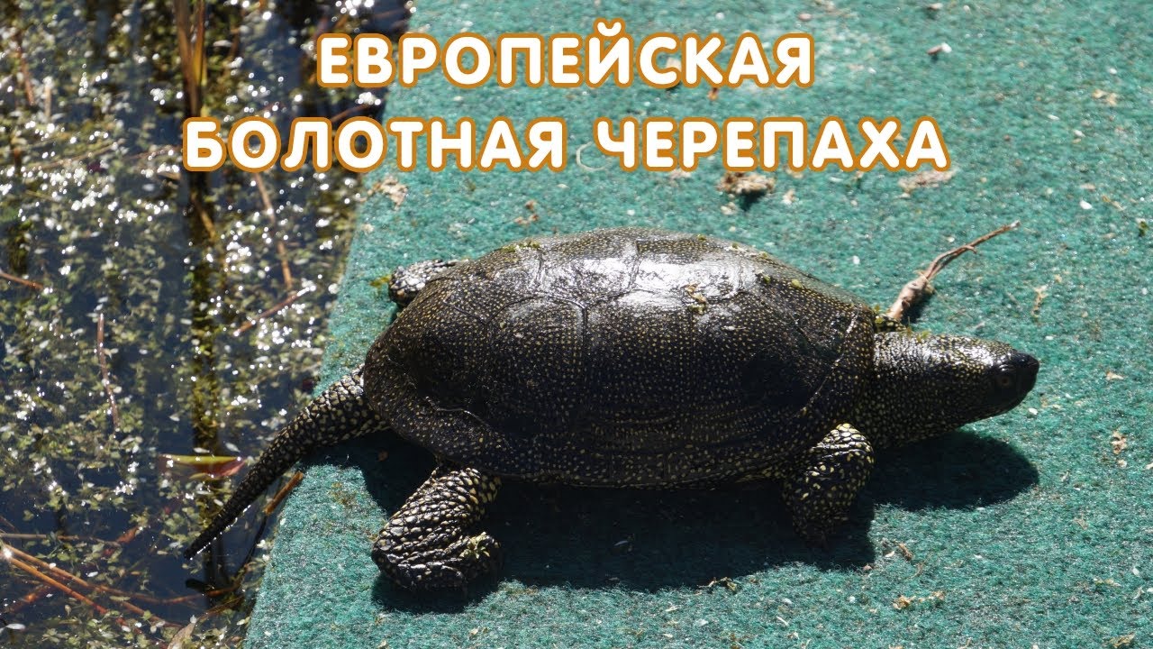 Европейская болотная черепаха (Emys orbicularis) - описание, кормление, содержание