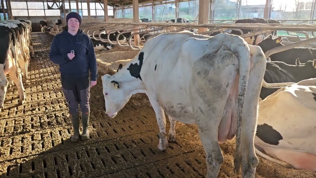 HöLa-Videowettbewerb: Tayna Petersen über Teamwork und das Miteinander in der Landwirtschaft