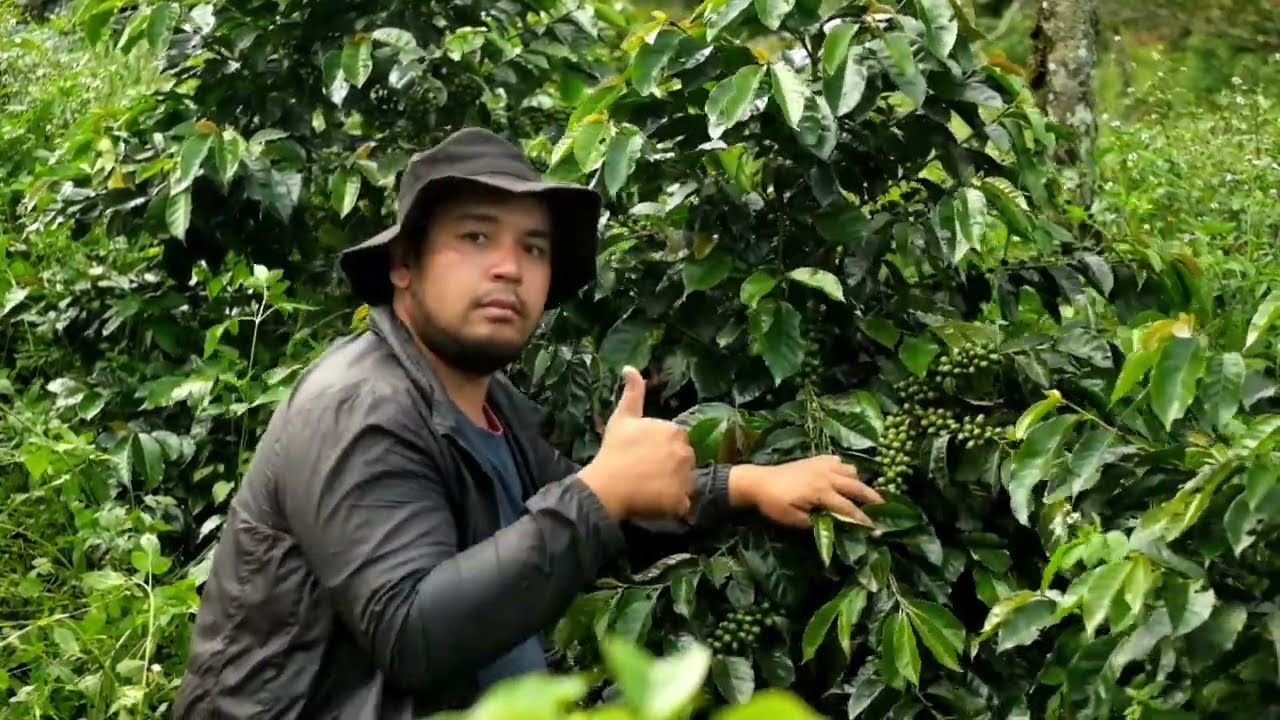 Arabika Ateng Janda, Buah super lebat