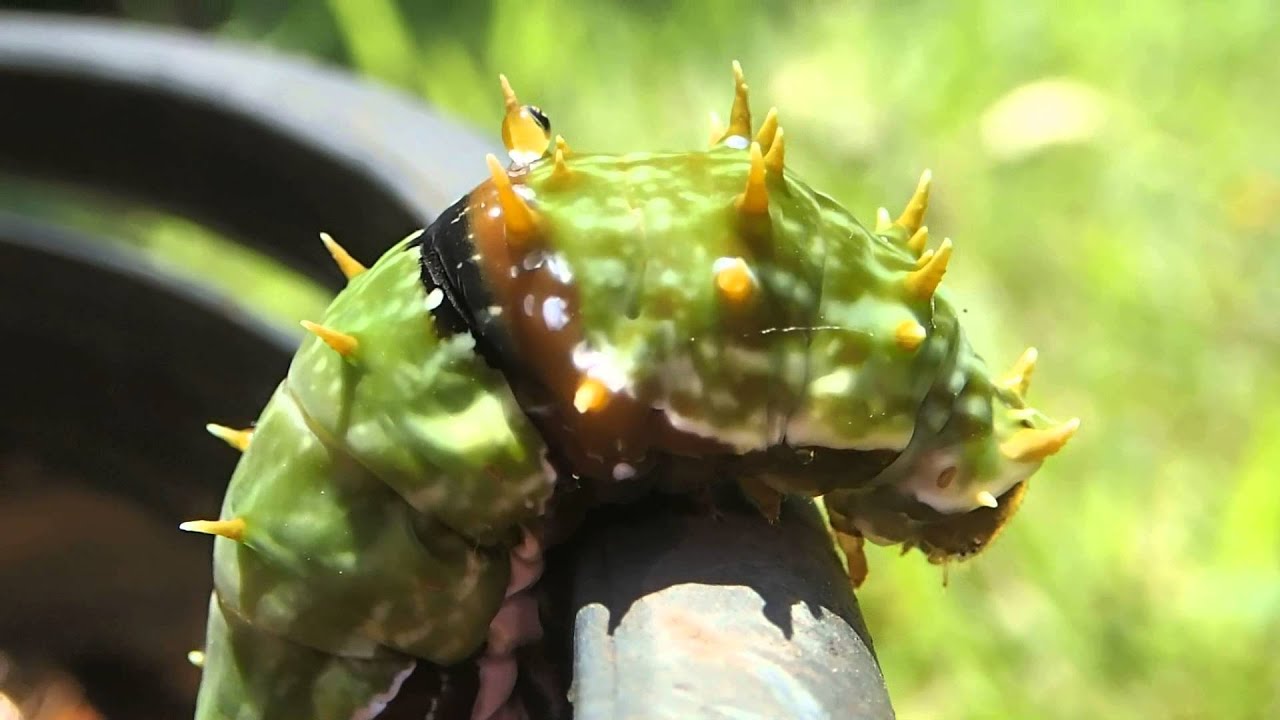 Orchard Swallowtail butterfly (Papilio aegeus) caterpillar walking