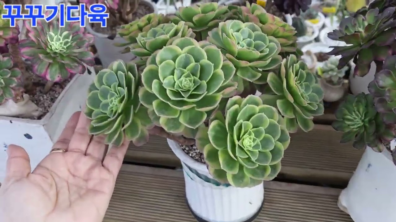 에오니움 꽃대를 올려요,,힝 ㅠ