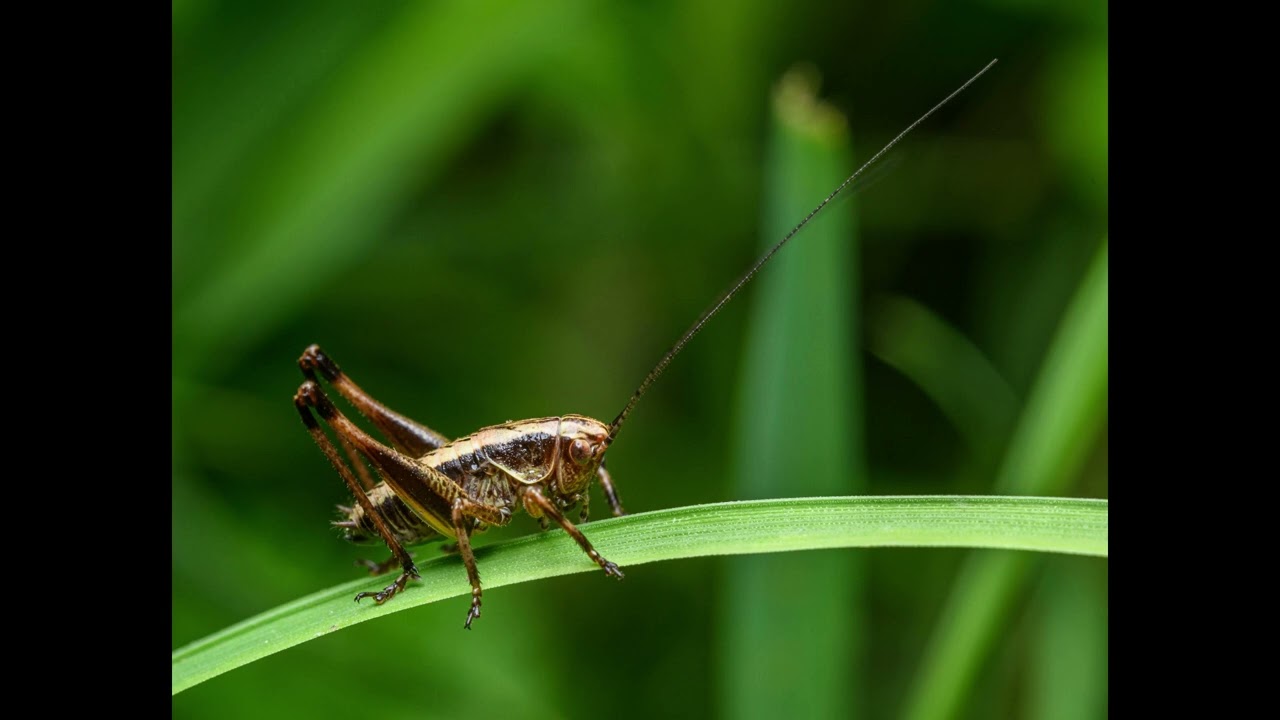 CRICKETS