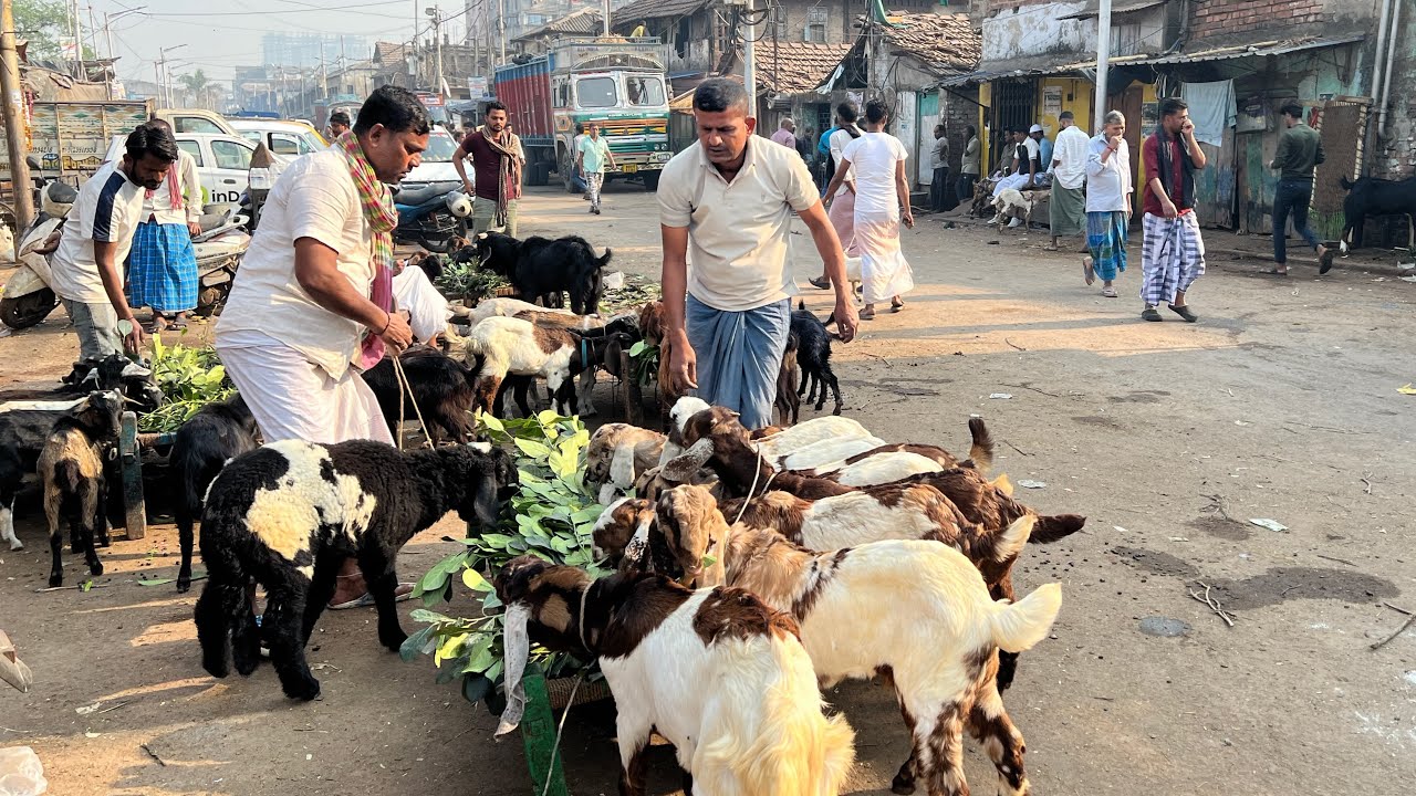Baby Goat for Sale in Kolkata | Totapari Goats